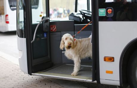 Maribor eno izmed treh mest, kjer se psi lahko vozijo z avtobusi, a pod določenimi pogoji