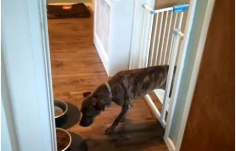 VIDEO: Kuža se boji novega parketa