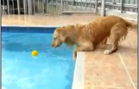 VIDEO: Ko psu pade žogica v bazen