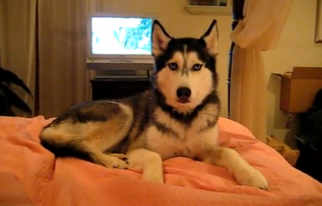 VIDEO: Pes govori ljubim te!