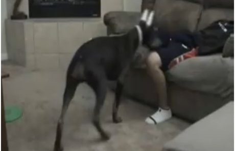 VIDEO: Pes ga je ugriznil v mednožje