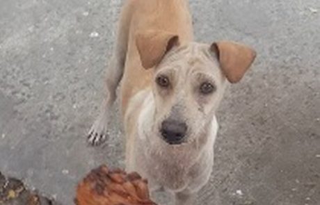 Video dneva: Izstradan pes dobil hrano, ki pa jo ni pojedel sam. Poglejte, kaj je naredil z njo