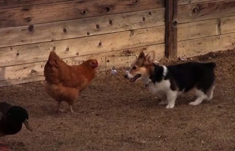 Video, ki zabava svet: Pes se je igral s kokoško, ki jo je prišla rešit prijateljica raca