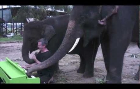 VIDEO: Slon raztura na klavirju!