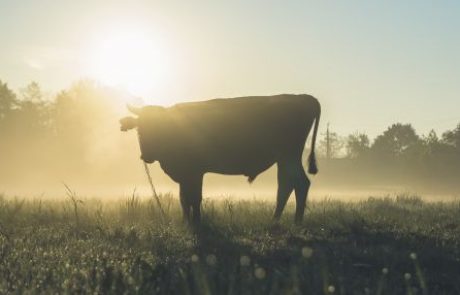 Pobesneli bik 50-letnika nabodel in potiskal po tleh