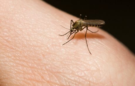 Odkrižajte se komarjev na naraven način!