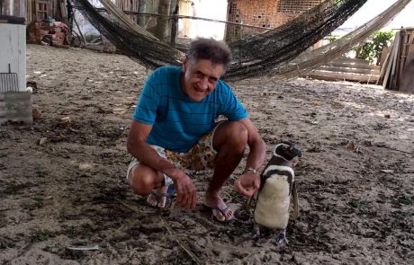 Neverjetna zgodba o prijateljstvu med pingvinom in upokojencem, ki mu je rešil življenje