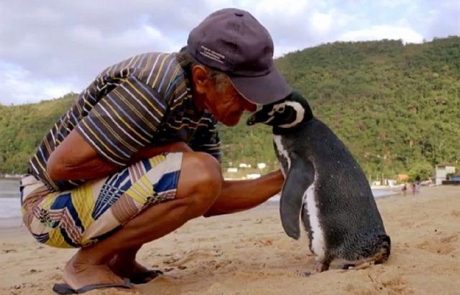 Ta pingvin vsako leto preplava osem tisoč kilometrov, da obišče svojega rešitelja