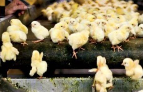 V Nemčiji živih piščančkov več ne bodo metali v sekalnike