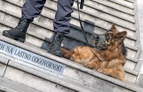 Psu je “privoščil” le meter verige