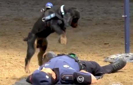 Video dneva: Ta policijski pes lahko z oživljanjem reši človeka