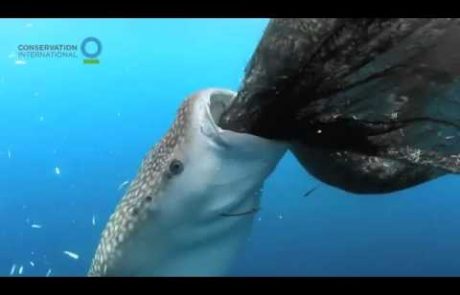 Potapljači posneli morskega psa, ki je kradel ribe! (video)