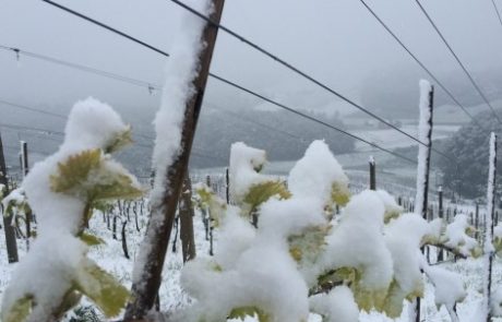 Občina zbira vloge za oceno škode po pozebi