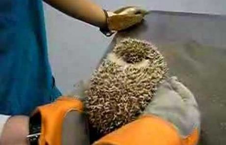 Prestrašeni ježek pri veterinarju joče kot dojenček (video)