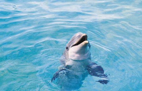 Pomembno odkritje slovenskih znanstvenikov o delfinih