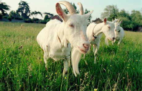 V Parku vojaške zgodovine Pivka so za “košenje” zelenice odslej zadolžene koze