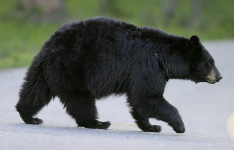 Pri Turjaku povozili še enega medveda, ki je poškodovan pobegnil v gozd