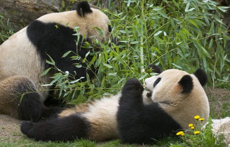V živalskem vrtu na Dunaju ugotovili, da ima mladiček pande dvojčka