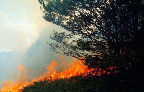 Dalmacija v plamenih: Gasilci se še naprej borijo s številnimi požari
