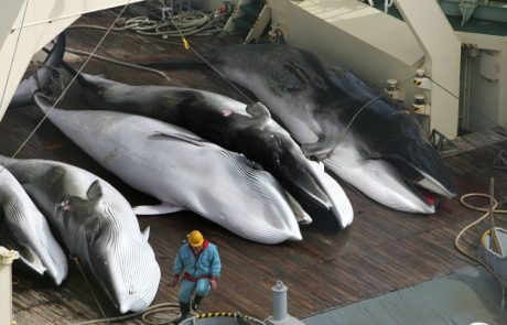 ‘Izkupiček’ zasedanja v Portorožu: Pobijanje kitov v Atlantiku se bo lahko nadaljevalo
