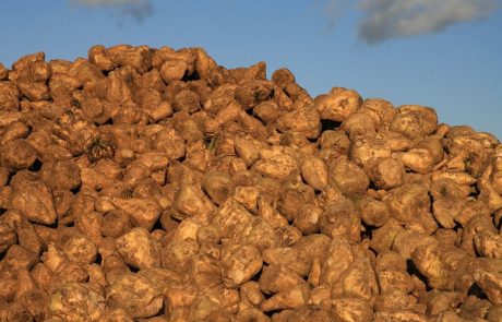 Ormoški kmetje so se vrnili h gojenju sladkorne pese