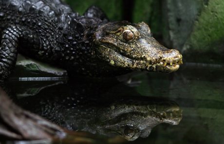 Neverjetna zgodba: Avstralec je naredil pogumno potezo, ki mu je rešila življenje pred 3-metrskim krokodilom