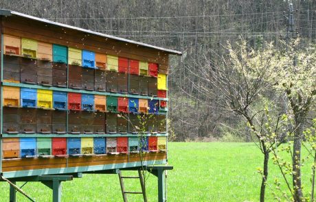 ZN bodo na pobudo Slovenije razglasili svetovni dan čebel