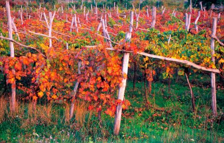Na Hrvaškem še vedno prodajajo vino pod znamko teran