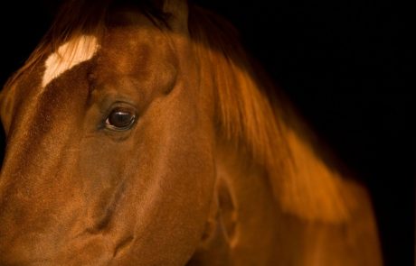 Na Gorenjskem odkrili nelegalni zakol športnih konj za prodajo mesnih izdelkov