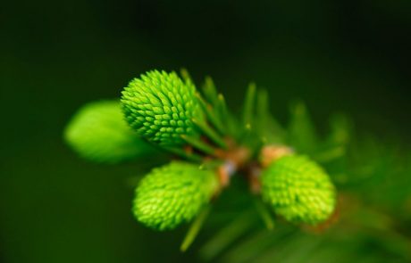 RECEPT: Sirup iz smrekovih vršičkov