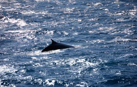 Pri Lošinju opazili brazdastega kita, drugo največjo žival na svetu
