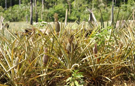 V amazonskem pragozdu odkrili skoraj 400 novih vrst rastlin in živali
