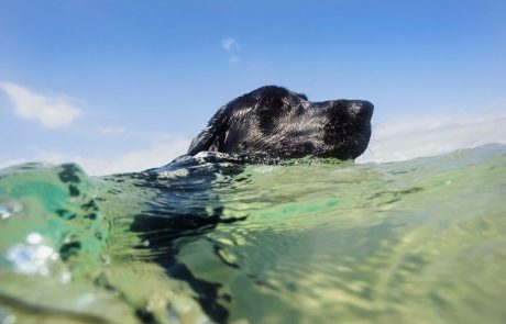 Kje se na slovenski obali lahko brezskrbno kopate tudi s psom