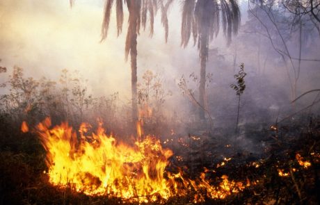 Brazilci kljub prepovedi še naprej požigajo Amazonijo