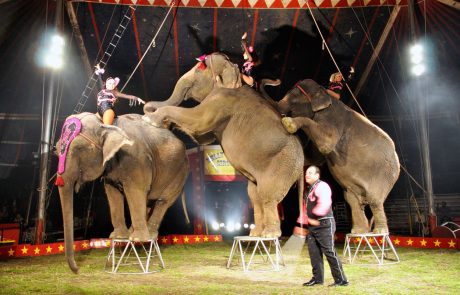 Kranjska občina odklonila gostovanje cirkusa z živalmi