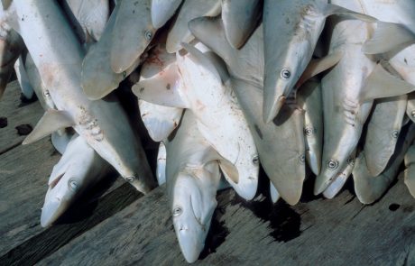 Izumiranje morskih psov je znak propadanja Sredozemskega morja