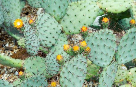 Kaktusi bi lahko rešili težave z odpadno plastiko