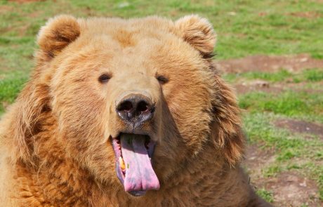 Upravno sodišče pritrdilo ugovoru naravovarstvenikov glede odstrela medveda