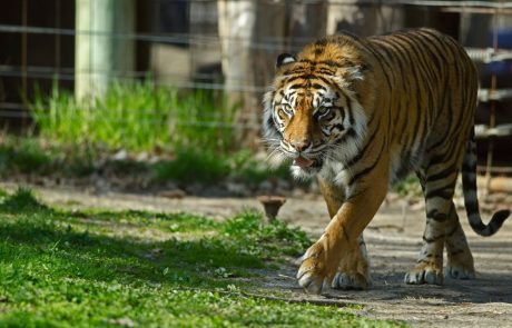 V Indiji že skoraj 3000 prostoživečih tigrov, število se je v štirih letih povečalo za tretjino