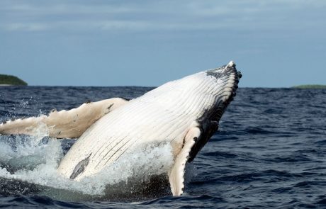 V morju nedaleč Šibenika in tudi otoka Šolta v Dalmaciji so ribiči v petek in soboto opazili več kitov, ki so očitno zašli v Jadransko morje (video)