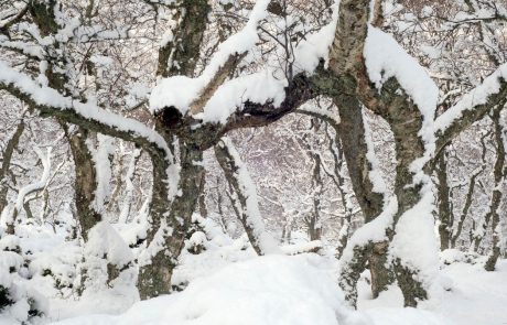 Sneg ponoči lomil drevesa, ki so ovirala promet in ogrožala hiše