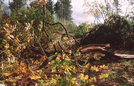 Včerajšnje neurje povzročilo precej škode v Moravskih Toplicah