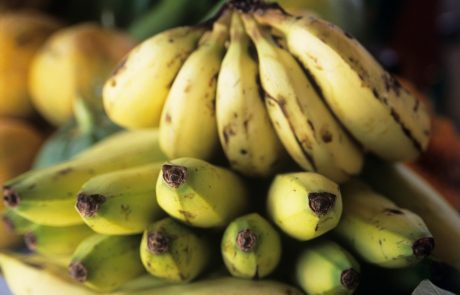 V Kolumbiji odkrili nevarno glivo, ki se izjemno hitro širi in ogroža banane