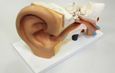 Zakaj je človeško uho takšno, kakršno je