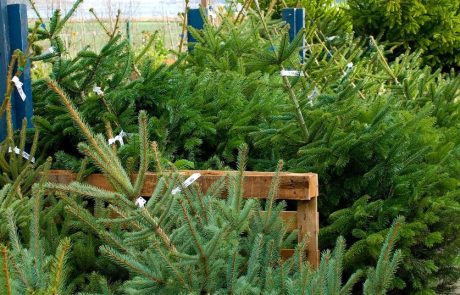 Neznanci v Celovcu ukradli več kot 40 božičnih dreves