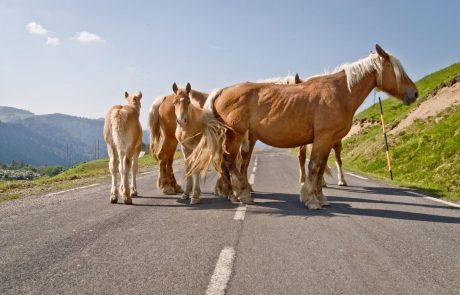 V Šmartnem ob Paki podivjana konja povzročila nenavadno prometno nesrečo