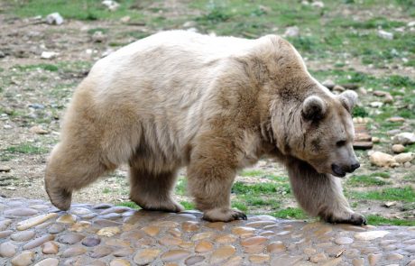Medvedu pri Pivki je bilo vendarle prizanešeno