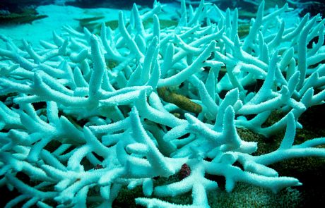 Poškodovane korale potrebujejo celo desetletje, da si opomorejo