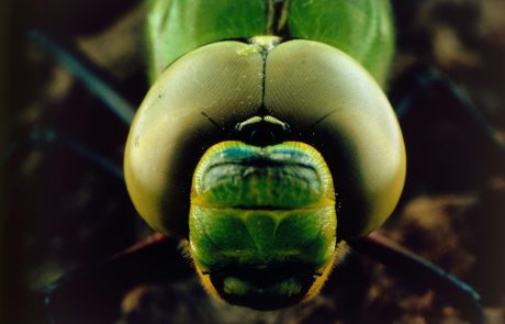 Pol milijona vrstam žuželk grozi izumrtje