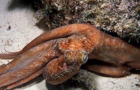 Ne le kužki in ljudje, tudi hobotnice imajo živahne sanje!